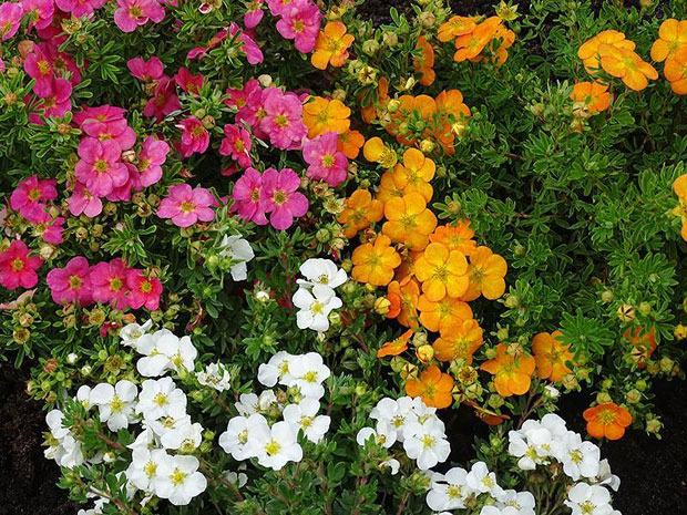 Укрсани цветни грм: Лепи петопрст  